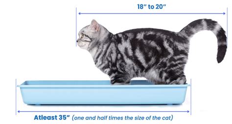 Average Size Of Litter Box