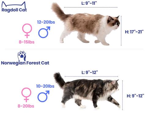 Understanding The Average Size Of A Ragdoll Cat By Gender