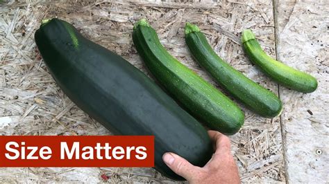 Average Size Check: How Big Should Zucchini Actually Grow