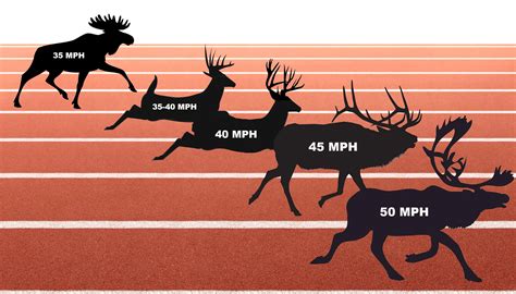 What Is The Average Speed Of A Deer And How Fast Can They Run