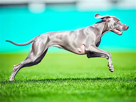Average Speed Of A Dog: What You Need To Know