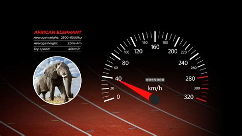 What Is The Average Speed Of An African Elephant On The Run