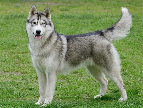 average weight for husky dogs