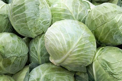 average weight of a cabbage