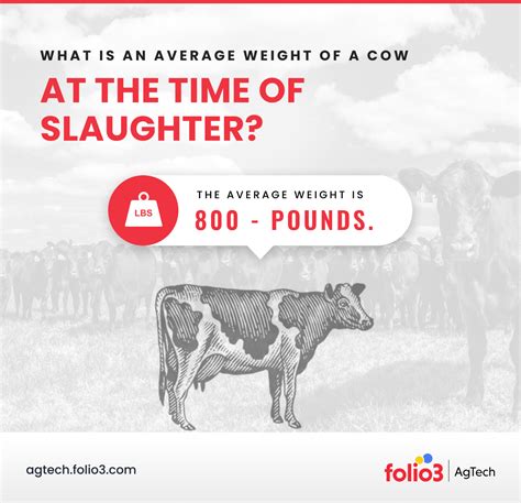 Average Weight Of A Cow: From Calf To Full Grown Guide