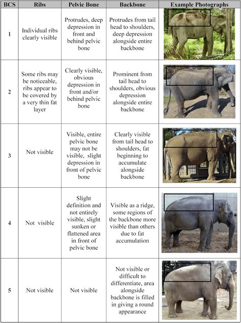 Average Weight Of An Elephant By Species And Size