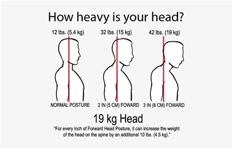 Average Weight Of Human Head: What The Science Says