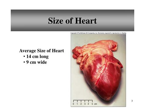 What Is The Average Weight Of A Human Heart In Pounds And Kilos