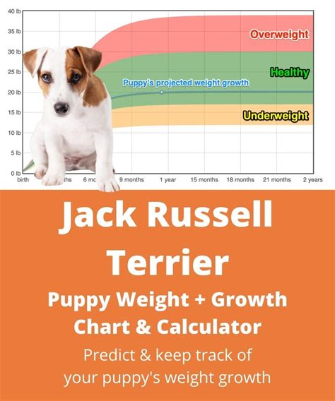 average weight of jack russell adult dog