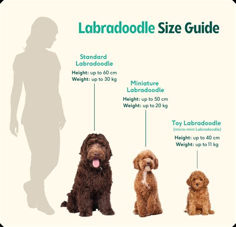 What Is The Average Weight Of A Labradoodle By Size And Age