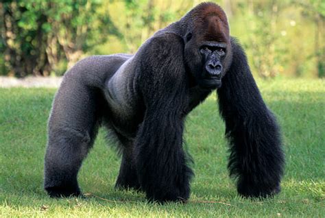 What Is The Average Weight Of A Silverback Gorilla