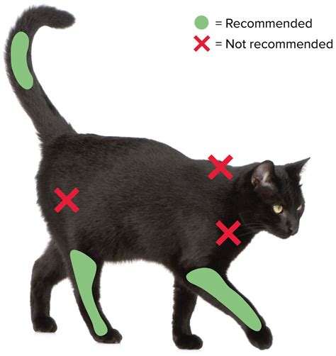 avma feline vaccine guidelines