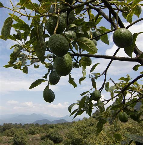 Avocado Mexico Environment