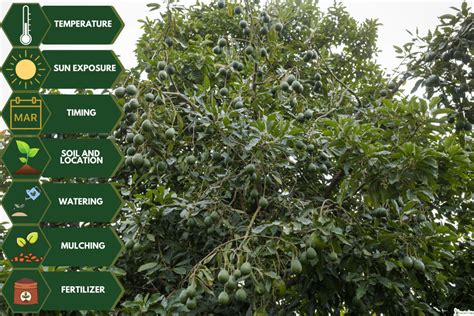 Avocado Trees Zone 8