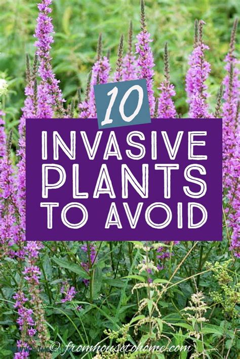 17 Attractive Invasive Plants that Will Take Over Your Garden