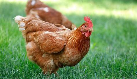 Comment élever des poules chez soi ? - Nutri Green Planet