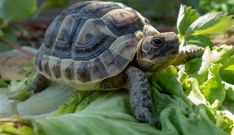 Tout savoir de l’alimentation d’une tortue terrestre – obe-rythmee