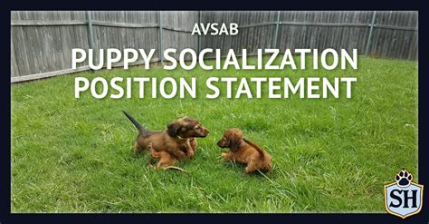 avsab position statement puppy