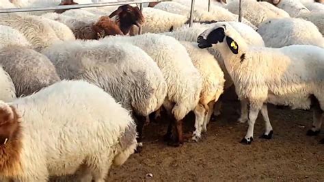 awassi sheep for sale usa