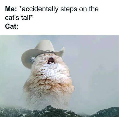 Collection of Funny Cat Memes 2019 Cute cat memes, Cats, Funny cat memes