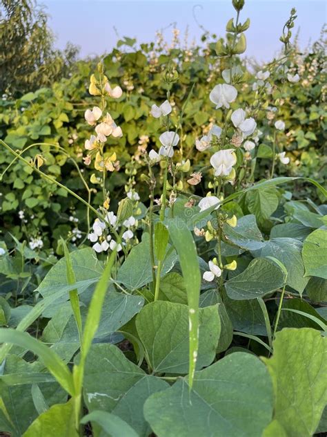 Axillary Clusters Of Flowers