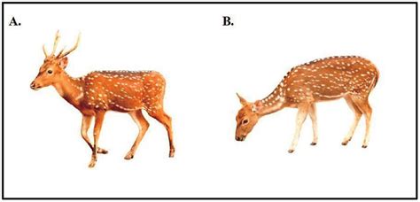 Axis Deer Characteristics
