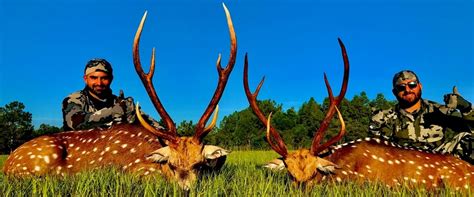 Axis Deer Florida Hunting
