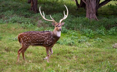 Axis Deer In Florida