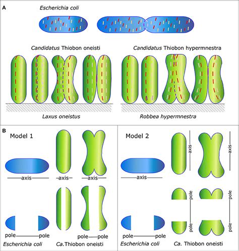 Axis Definition Microbiology