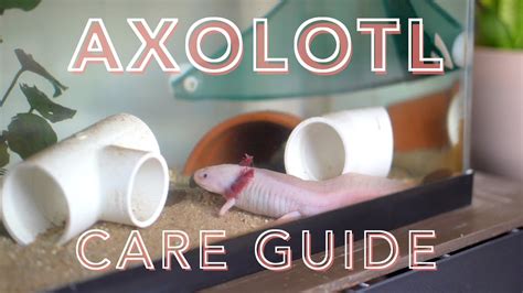 axolotls care guide
