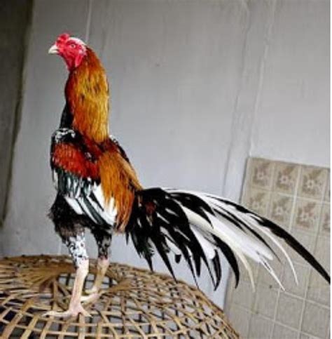 Ciri Ayam Bangkok Juara Lentera Inspiratif