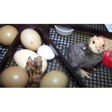 ayam mengerami telur