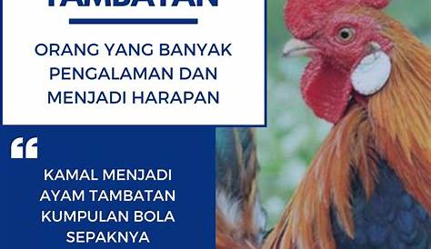 3 Jenis Ayam Sabung Terbaik Dalam Pertarungan Ayam