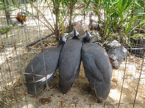 ayam piru, api api, selasih, sabung, angsa putih 0125818212 Ayam