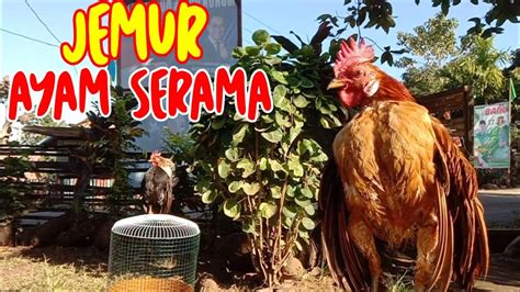 Ayam Berjemur