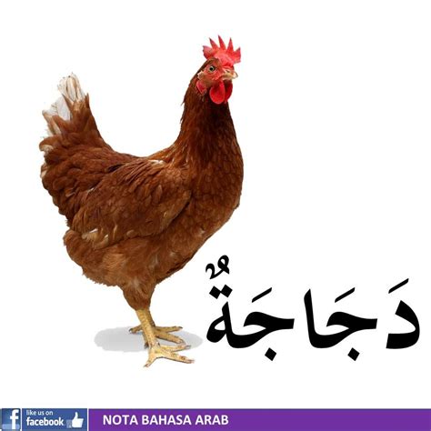 ayam dalam bahasa arab