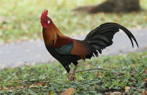 ayam hutan paruh merah