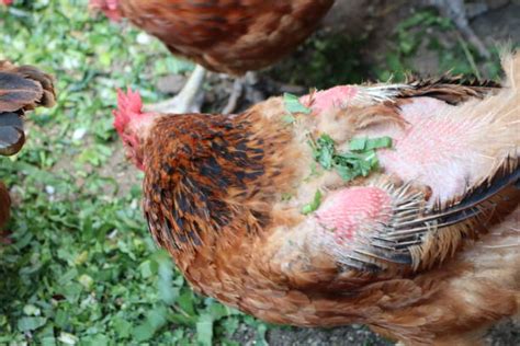 Ayam Infeksi