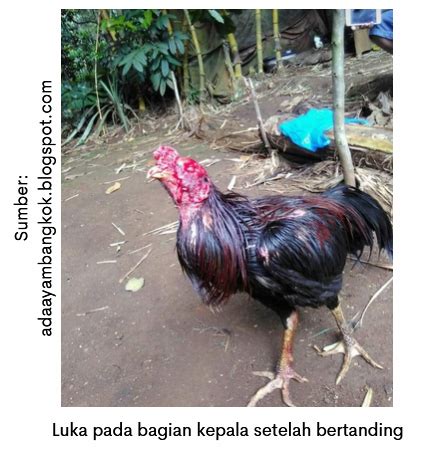 Ayam Luka