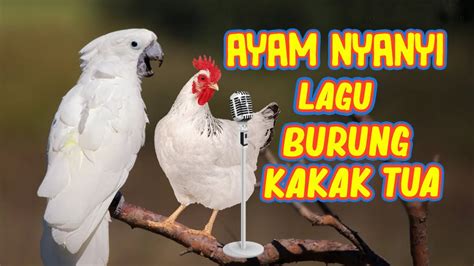 Tom Nyanyi Lagu Anak Ayam Tekotek kotek Lagu Anak Populer Talking Tom Sing YouTube