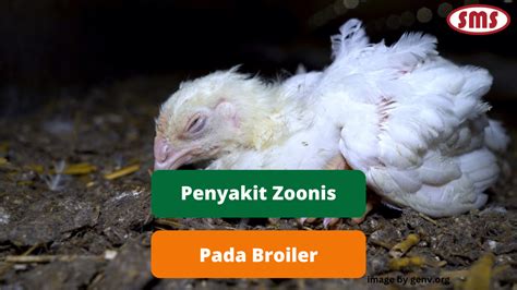 Ayam Penyakit Zoonosis