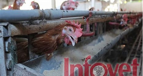 Ternak Ayam Petelur dengan Perlakuan Khusus di Indonesia
