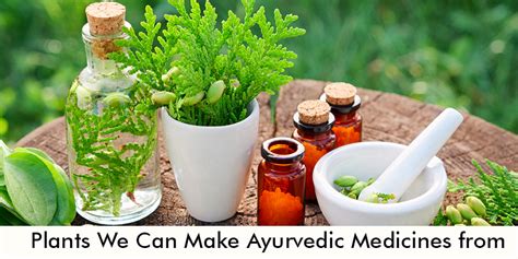 Best ayurvedic plants for home All about Medicinal plants