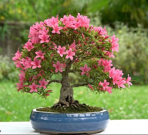 Azalea Bonsai Pics