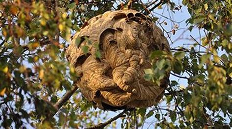 aziatische hoornaar nest verdelgen