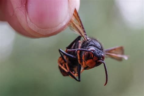 aziatische hoornaar vangen