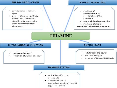 B1 Thiamine Function