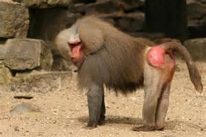 5 Baboon Facts