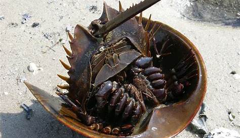 Baby Blue Blood Horseshoe Crab The That Saves Millions Of