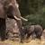 baby elephant at animal kingdom